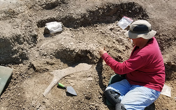 Man in a red shirt sits next by exposed fossil and is digging to reveal more
