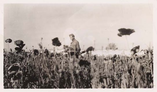 Soldier in field of poppies