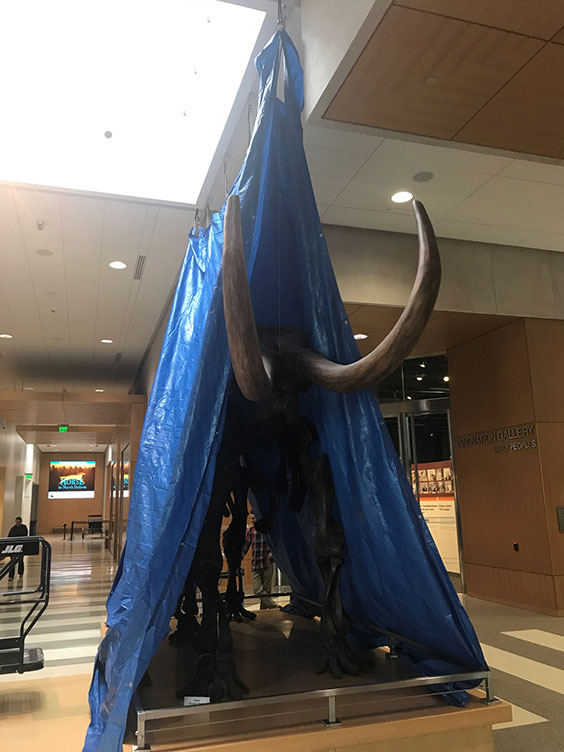 Tarp tented around Mastodon