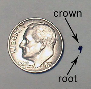 Comparing mammal tooth to dime.