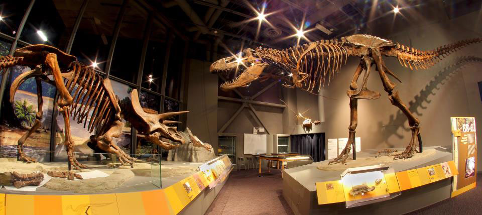 T. rex and triceratops skeleton casts