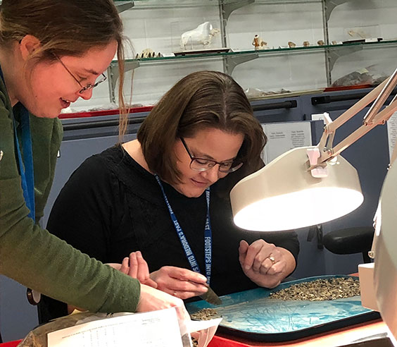 Volunteer sorting in the Archaeology Lab with the help of a staff member