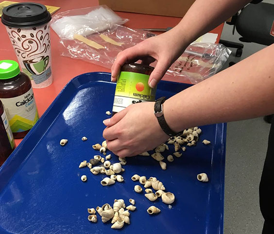 Calcium bottles filled with shells and shell beads