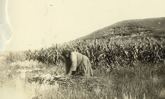 Mrs. Sitting Bear gathering corn