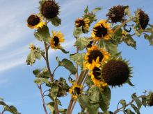 image of sunflowers